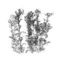 Yarrow