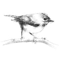 Goldcrest