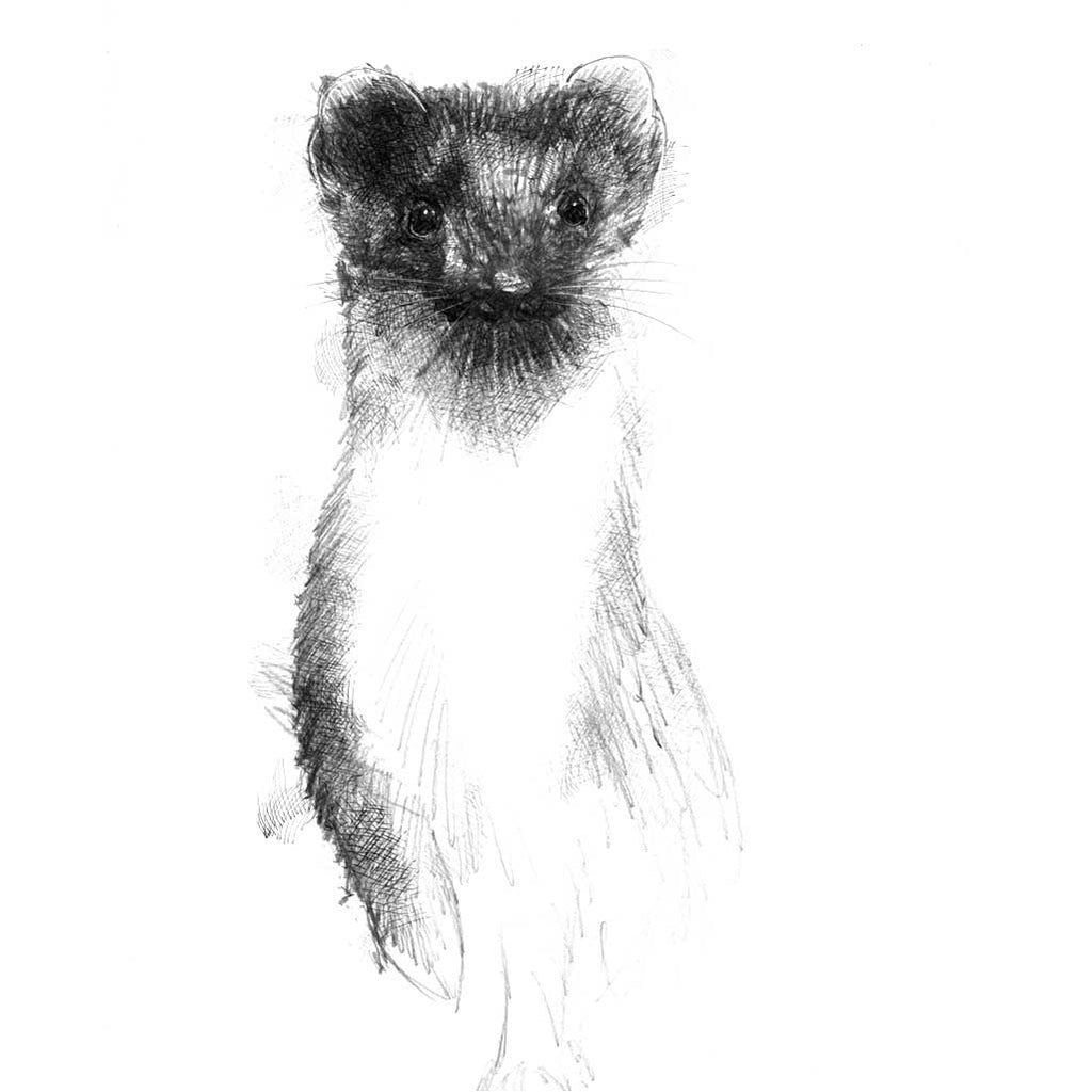 Weasel