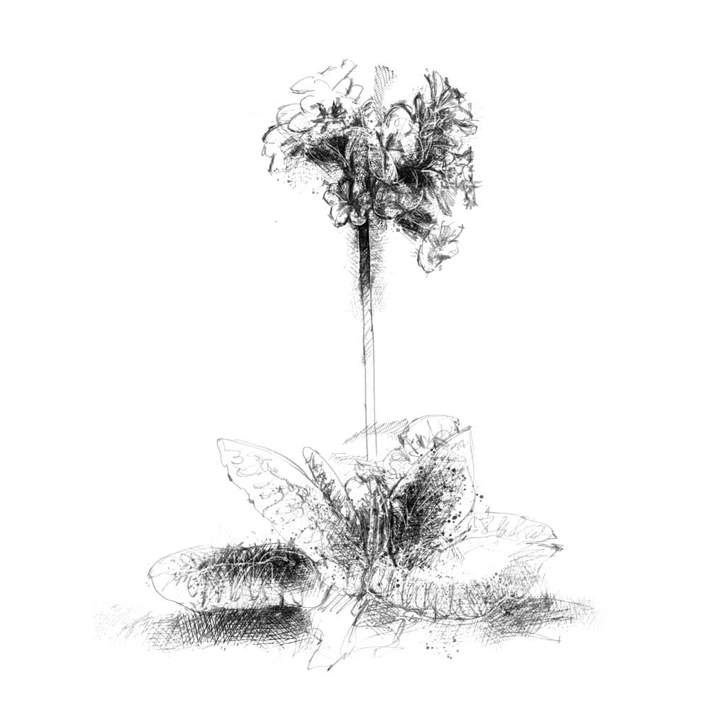 Cowslip