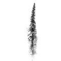 Foxglove