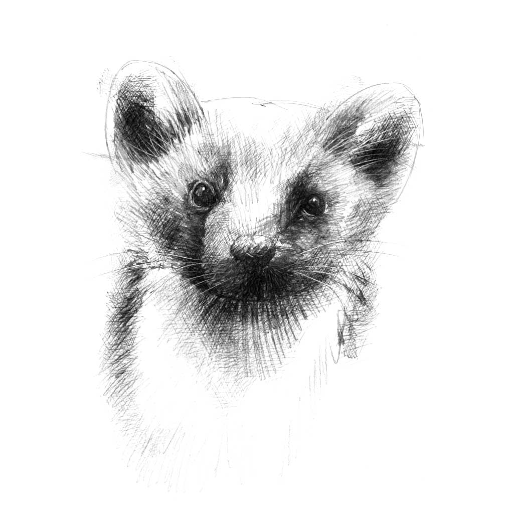 Polecat