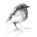 Robin chick
