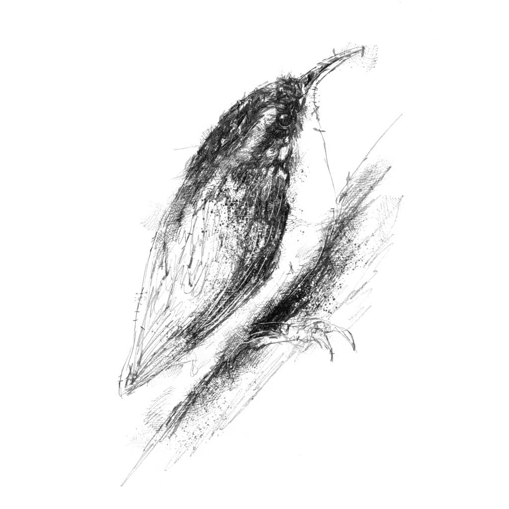 Tree creeper
