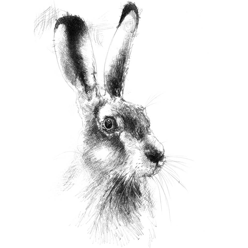 Hare head