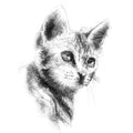 Taby cat