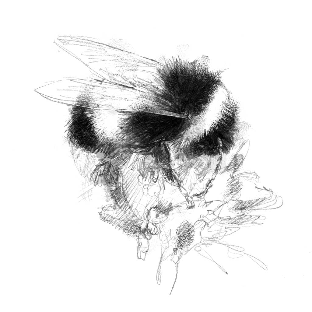 Bumble bee