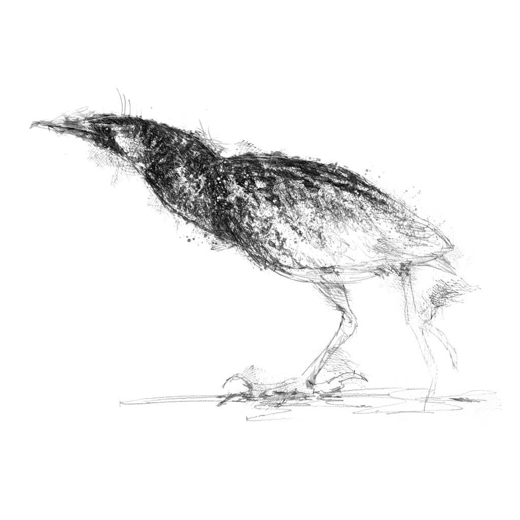 Bittern