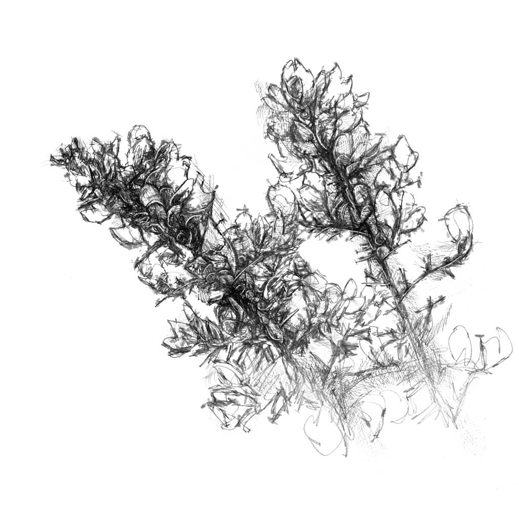 Gorse flowers