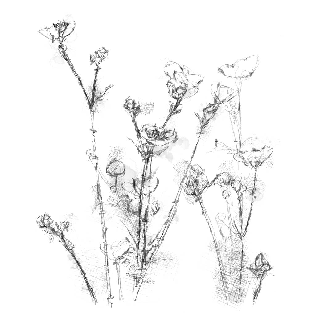 yarrow