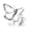 Blue butterfly