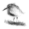 Sandpiper