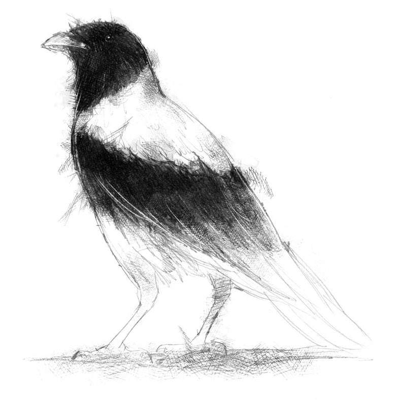 Pied crow