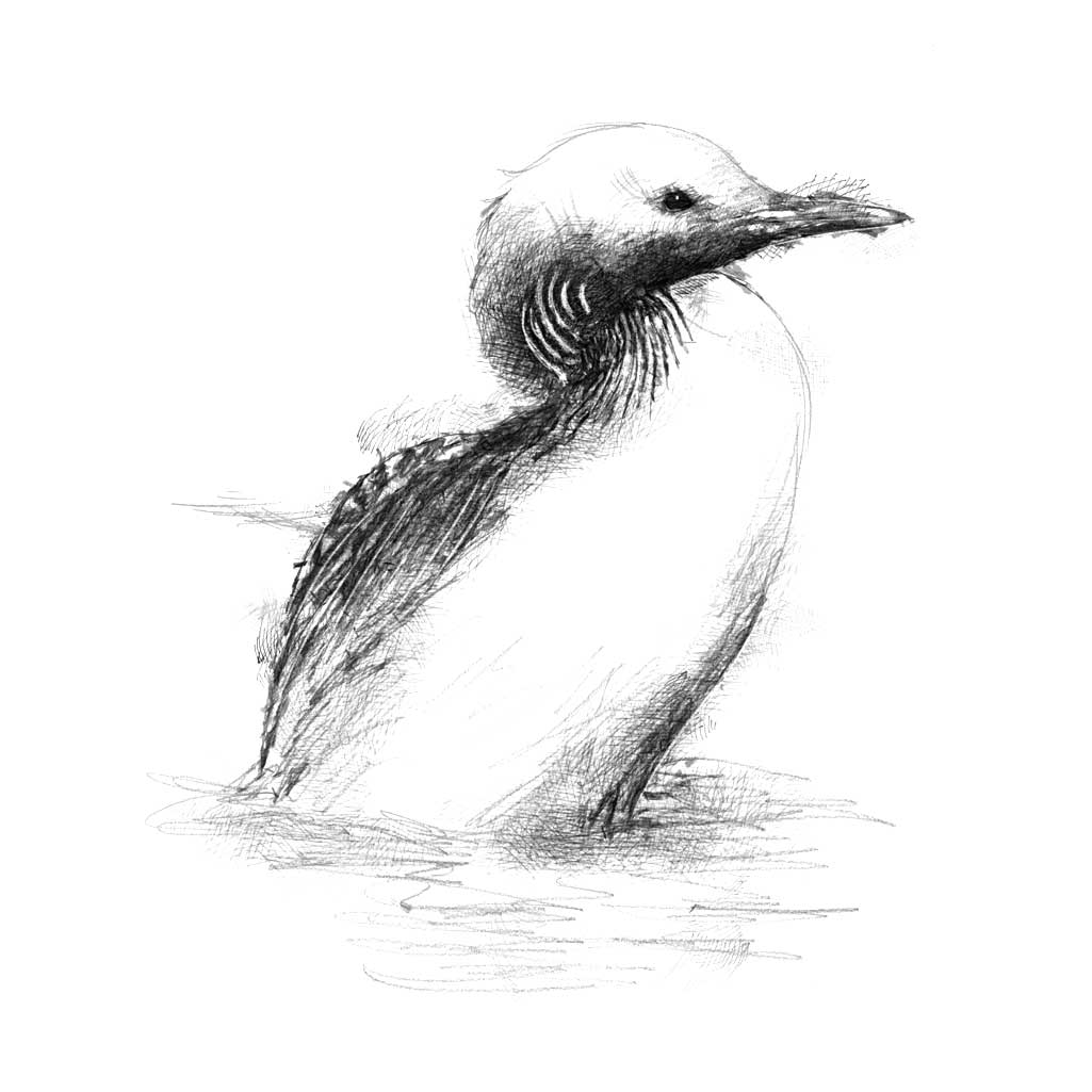 Loon