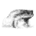 Toad