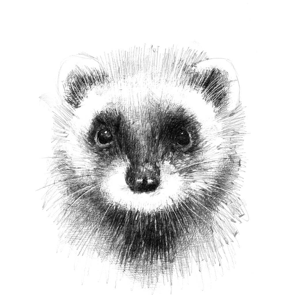 Ferret