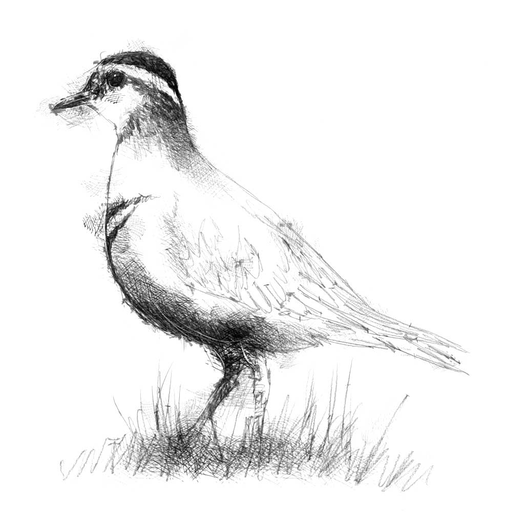 Ringed plover