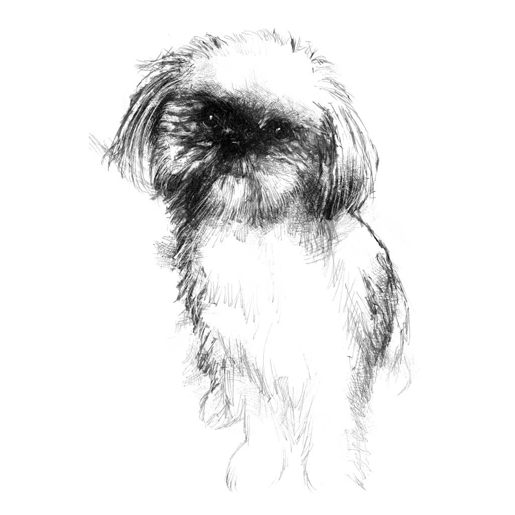 Shih tzu dog