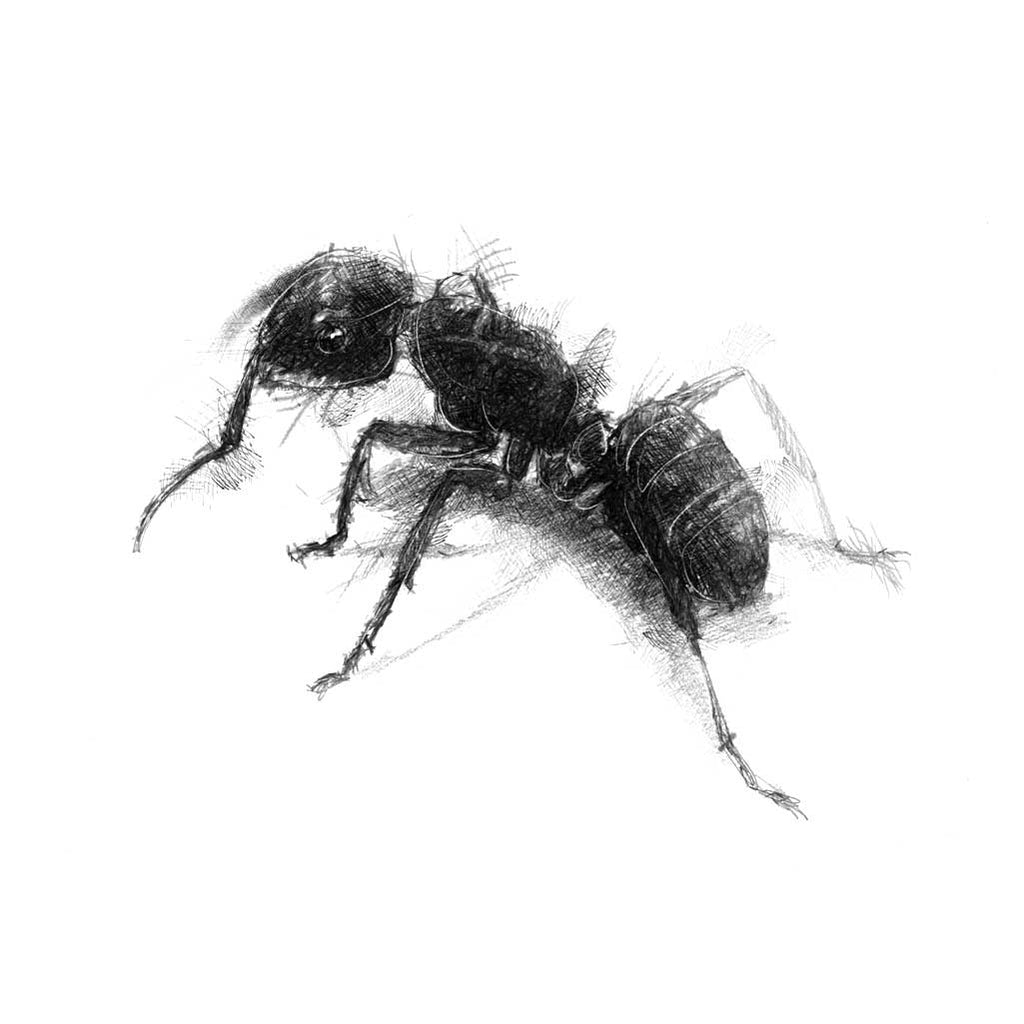 Wood ant