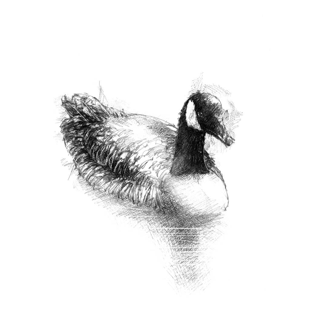 Canada goose