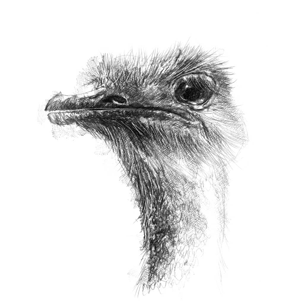 Ostrich