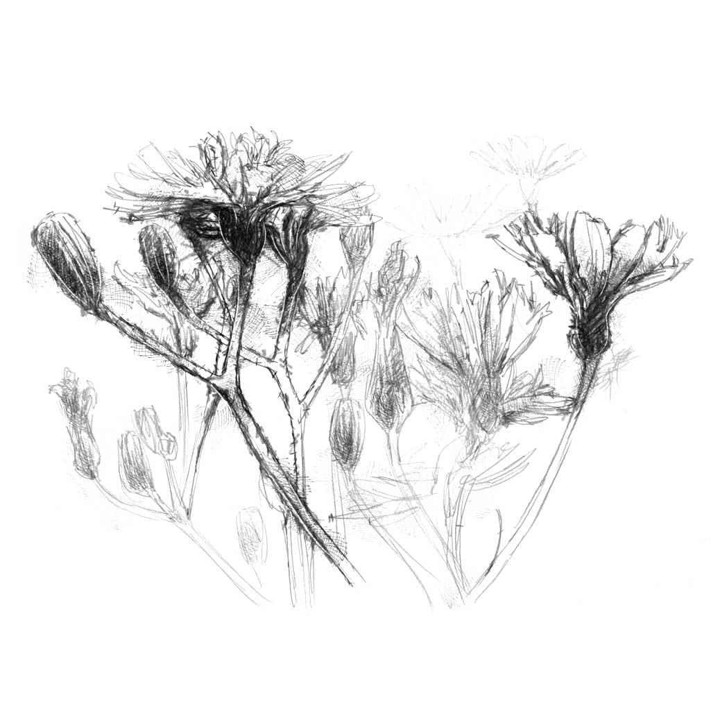 Wild flowers
