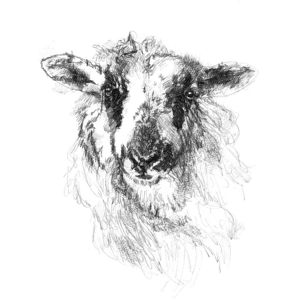 Speckled sheep