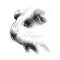 Guinea pig
