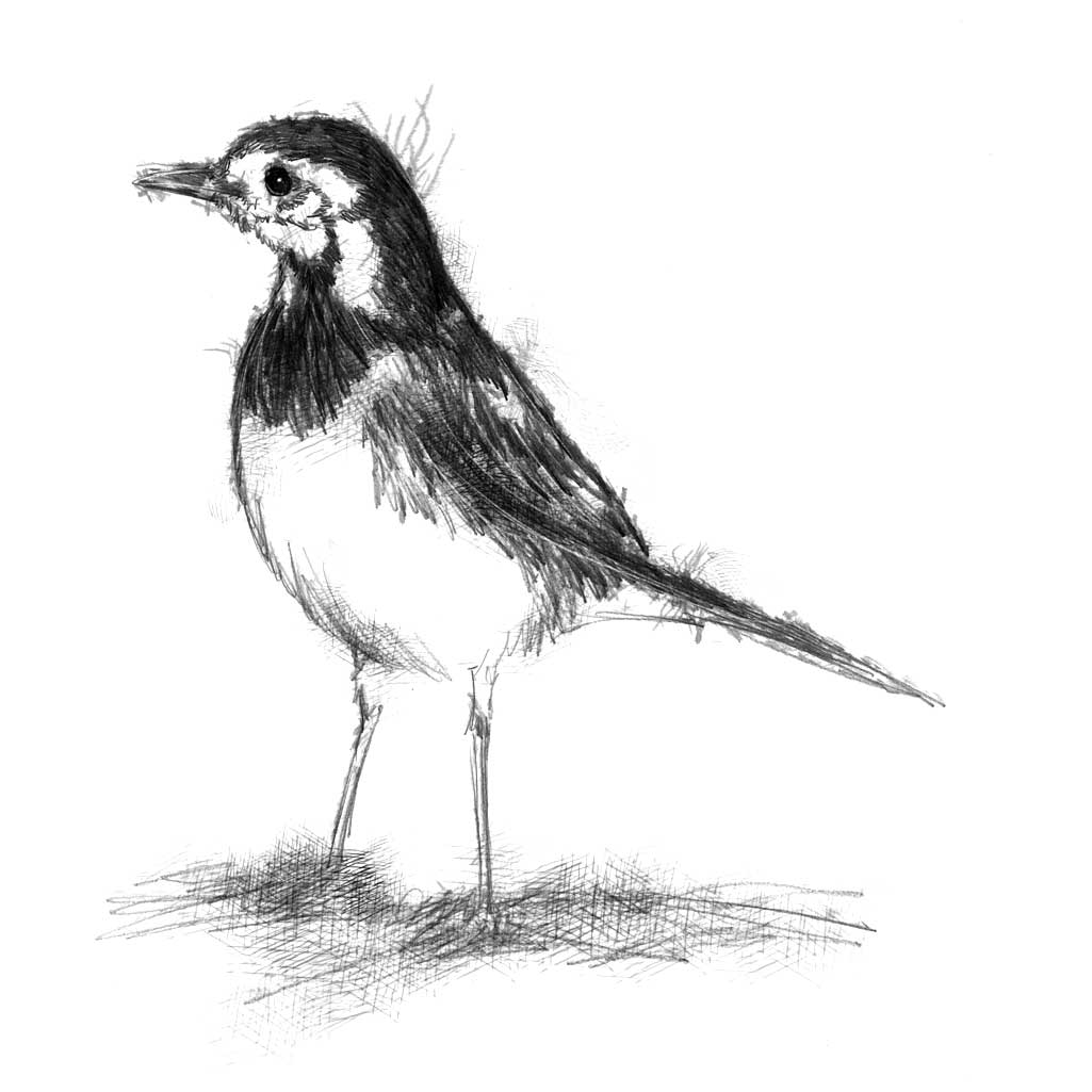 Pied wagtail