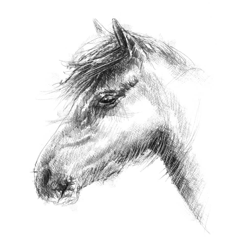 horse
