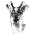 Muntjac
