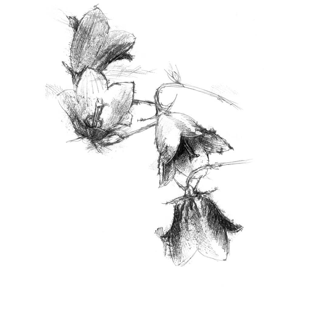 harebell
