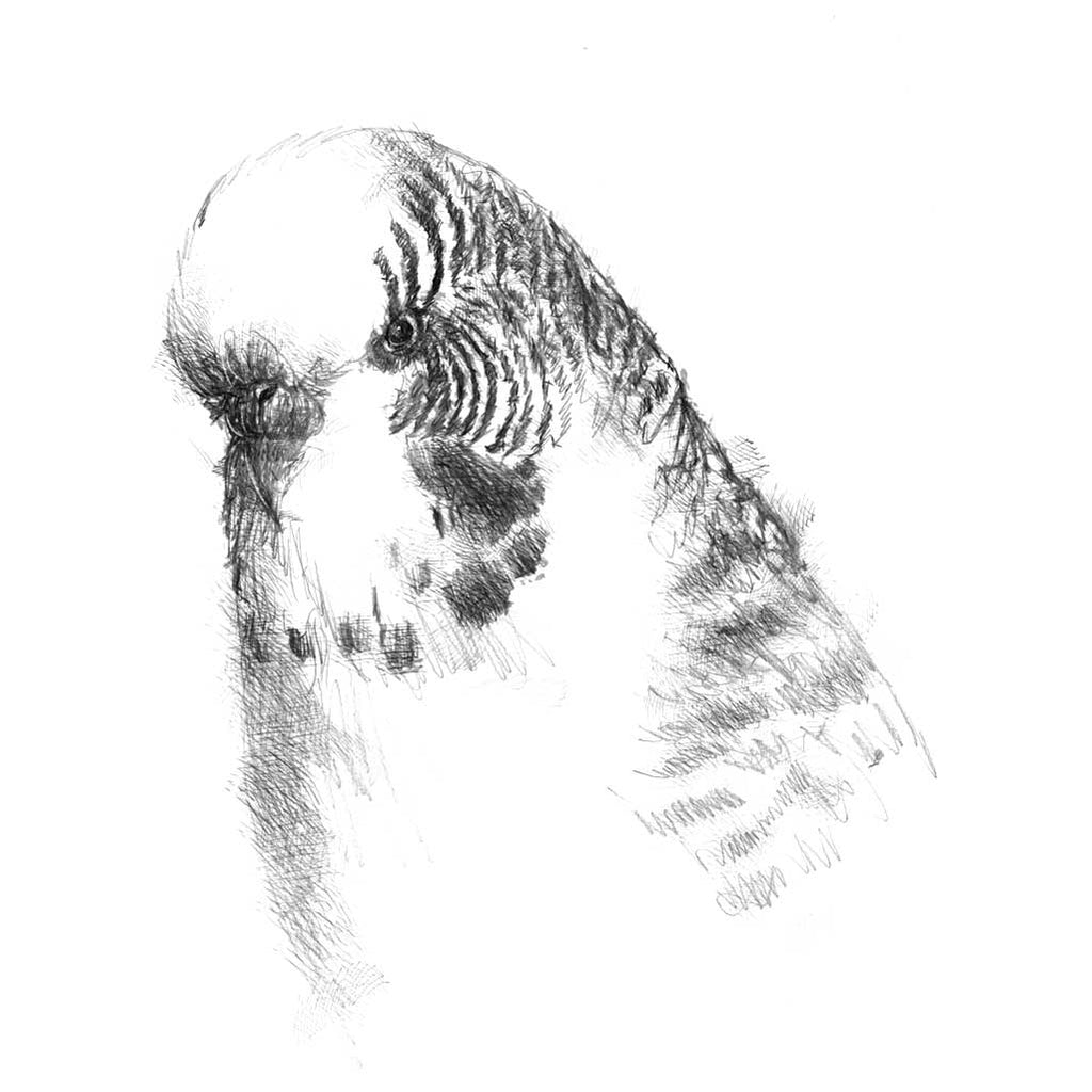 Budgie