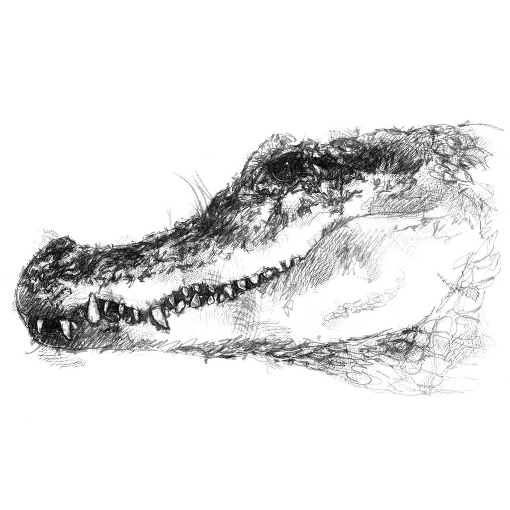 Crocodile