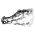 Crocodile