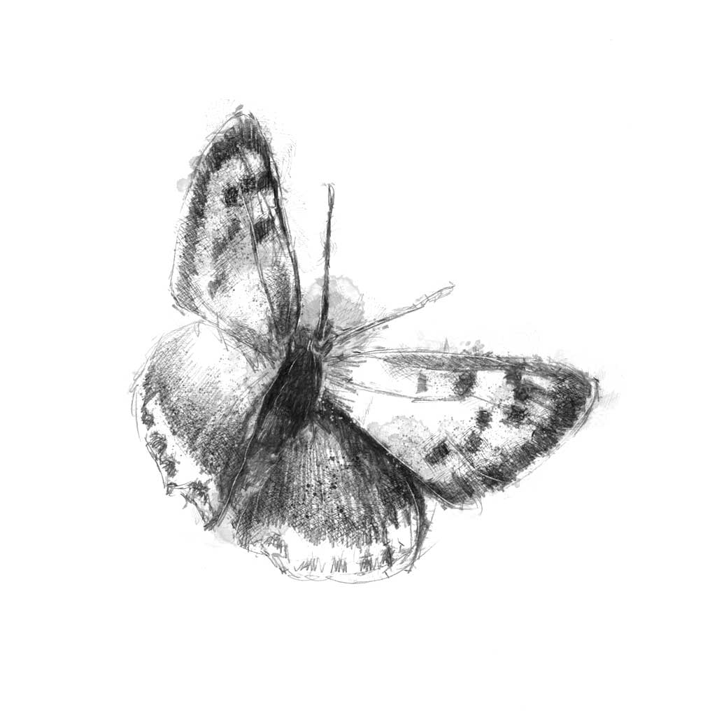 Small copper
