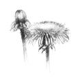 Dandelion