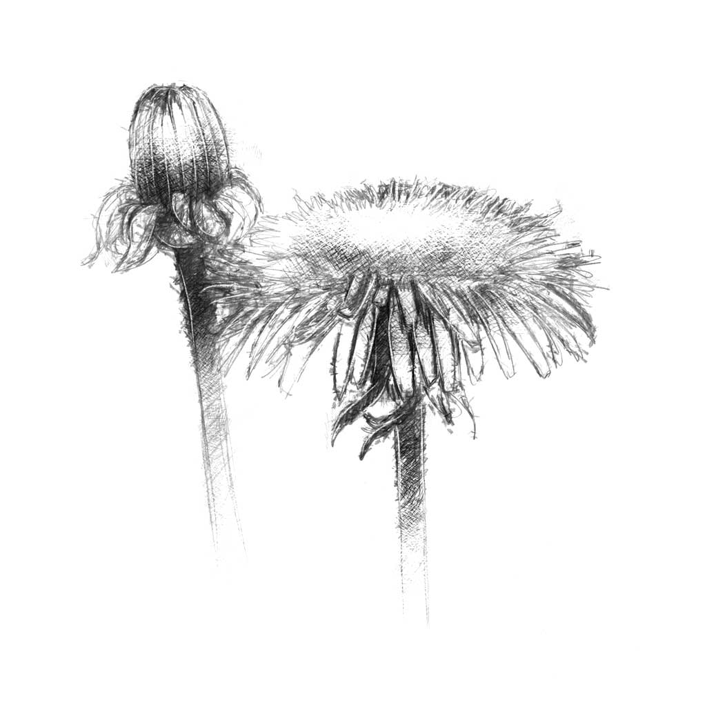 Dandelion
