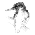 kingfisher