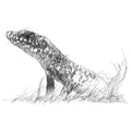Little lizard