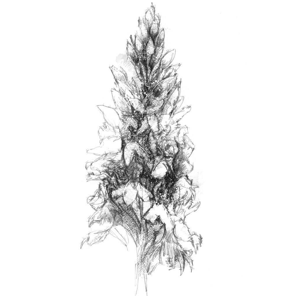 Agrimony