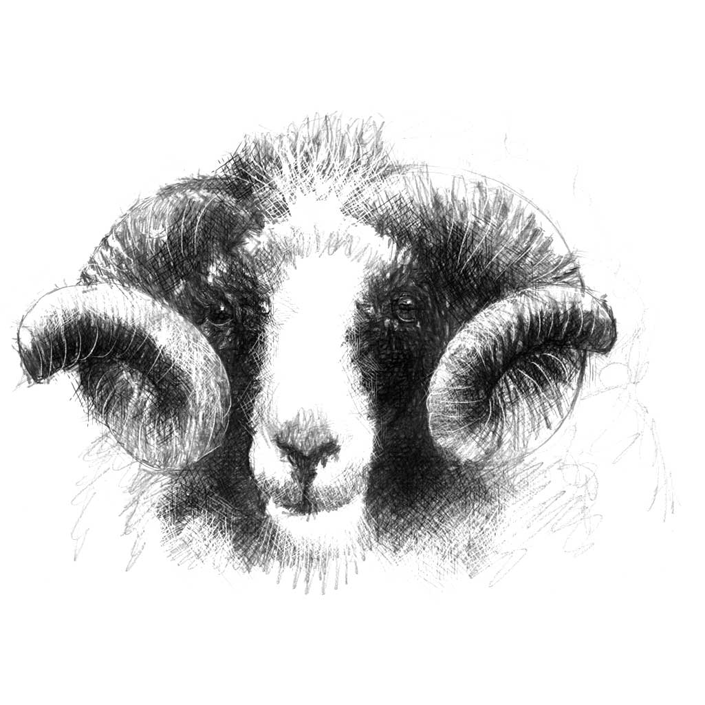 Ram