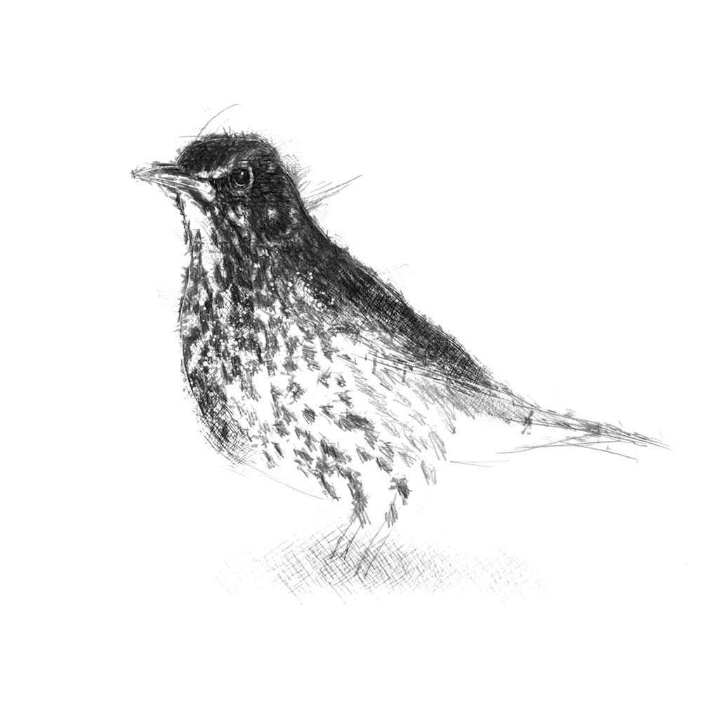 Thrush