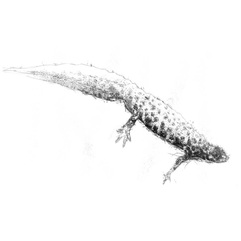 Crested newt