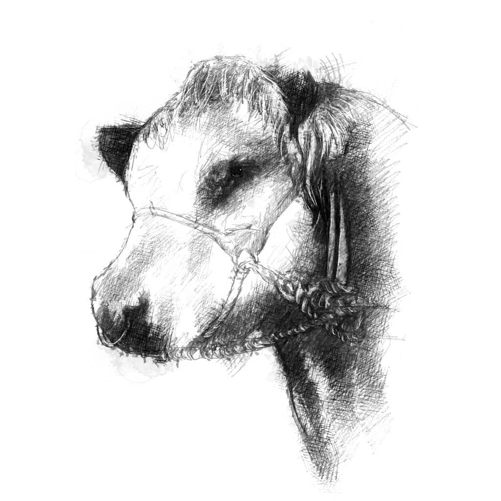Hereford cow