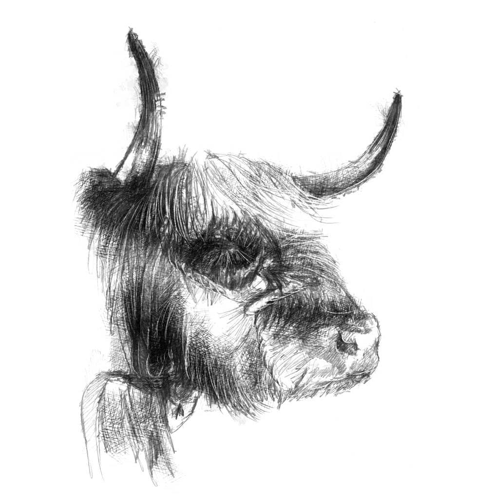 Highland cow