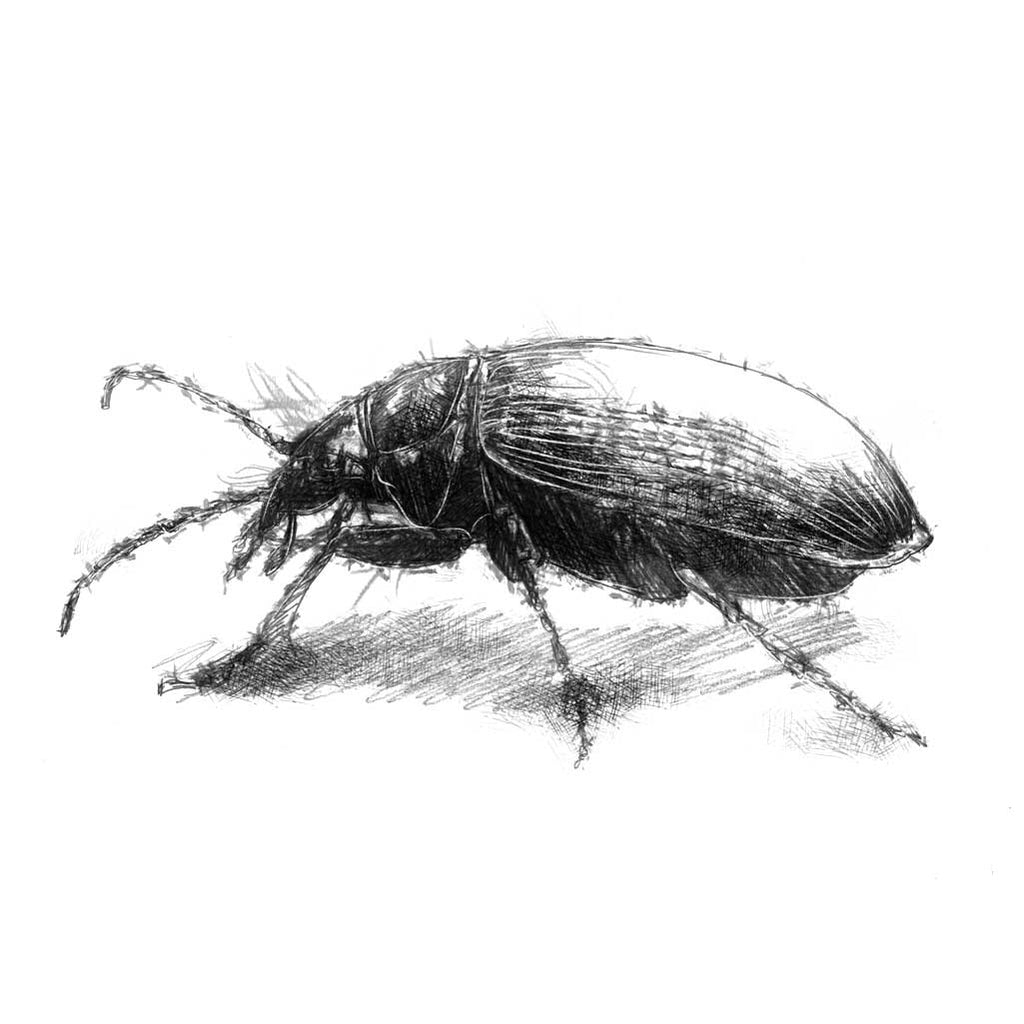Weevil