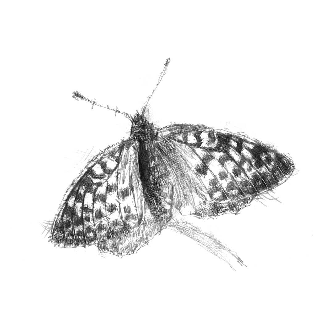 Fritillary butterfly