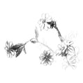 Agrimony flowers