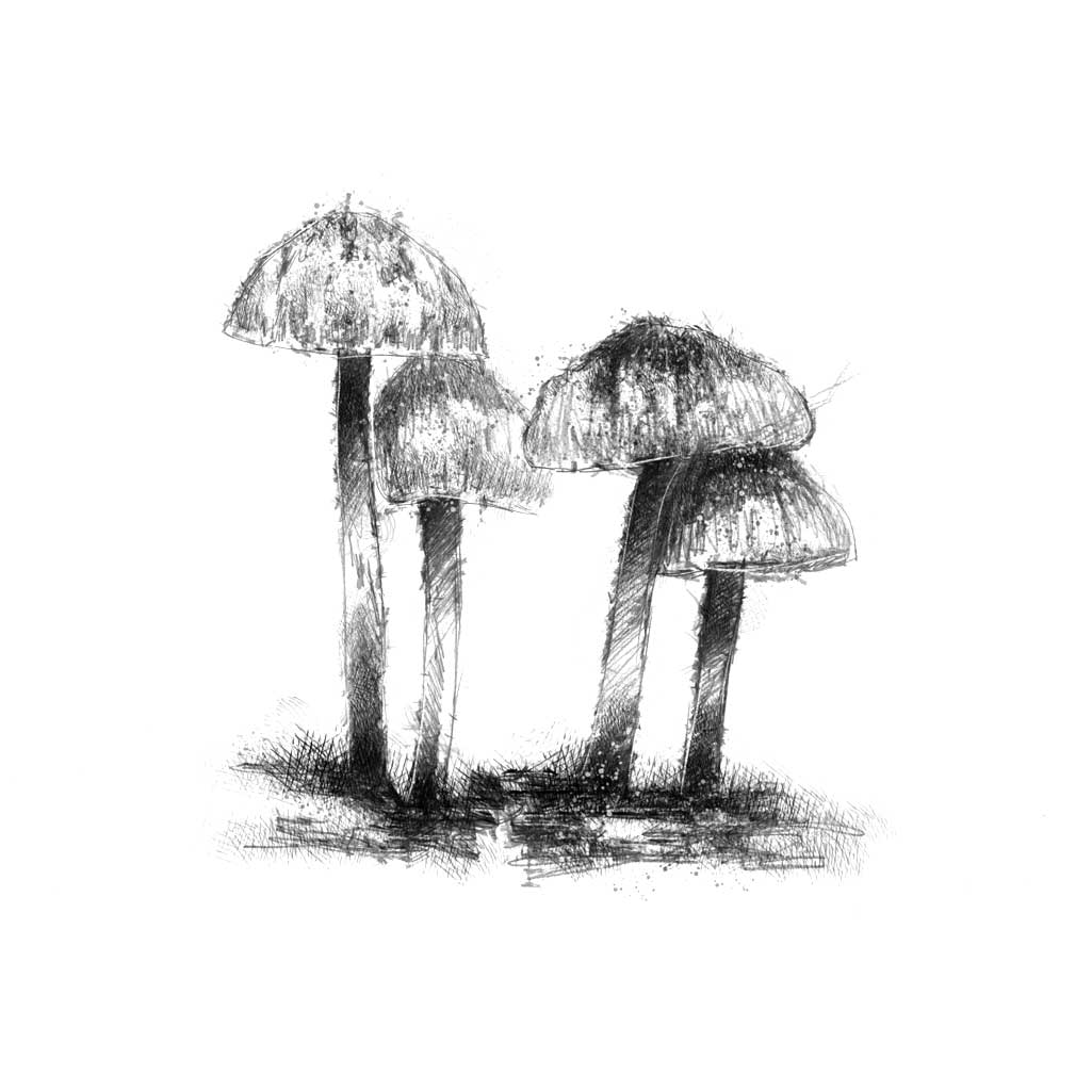 fungi